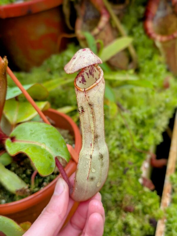 873: N. clipeata  - SG - (24 cm)