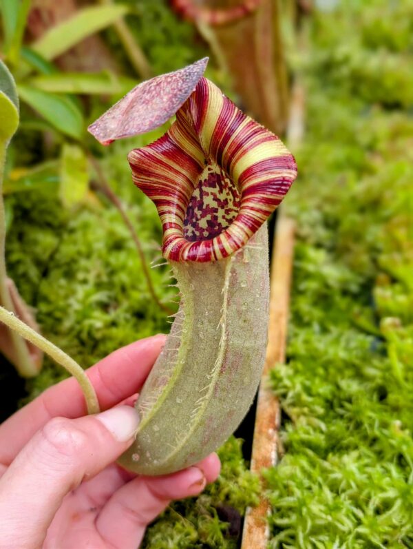 859: [(lowii x veitchii) x boschiana] x [(veitchii x maxima) x veitchii] x [(lowii x veitchii) x boschiana] - (21 cm)