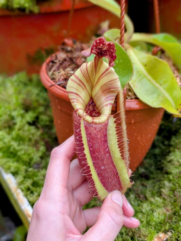 856: N. [(lowii x veitchii) x boschiana] x [(veitchii x maxima) x veitchii] x (eymae x veitchii) (A) - (22 cm)