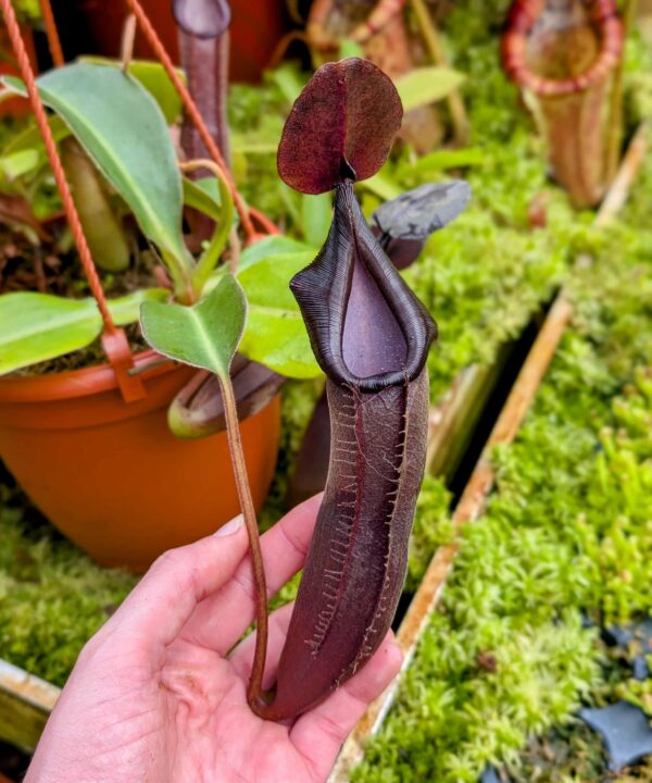 830: N. lingulata x truncata - SG - 2 plants - (20 & 17cm)