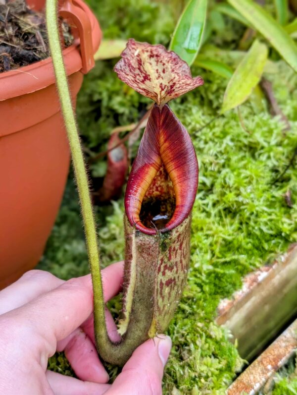 799: N. eymae - ridge 2 - Tambususi - Seed from Sulawesi - 2016 - (21cm)