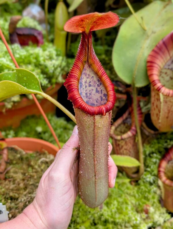 777: N. truncata - giant x edwardsiana - Marai Parai - (33 cm)
