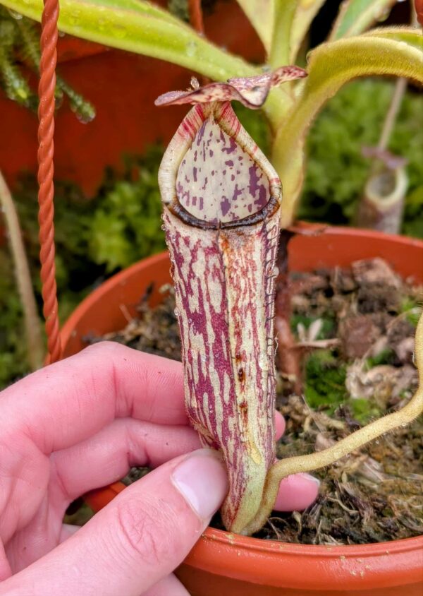 710: N. natural hybrid from Gunung Mantapok - (20cm)
