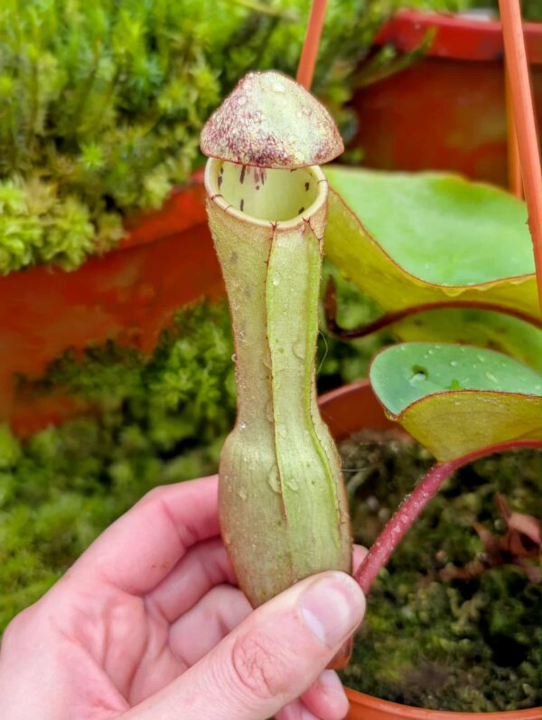 867: N. clipeata  - SG - (23 cm)