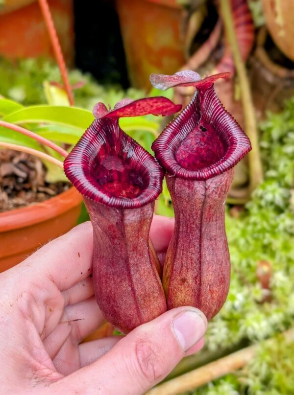 785: N. lowii x ventricosa - red (4 plants) - (18, 18, 17 and 13 cm)