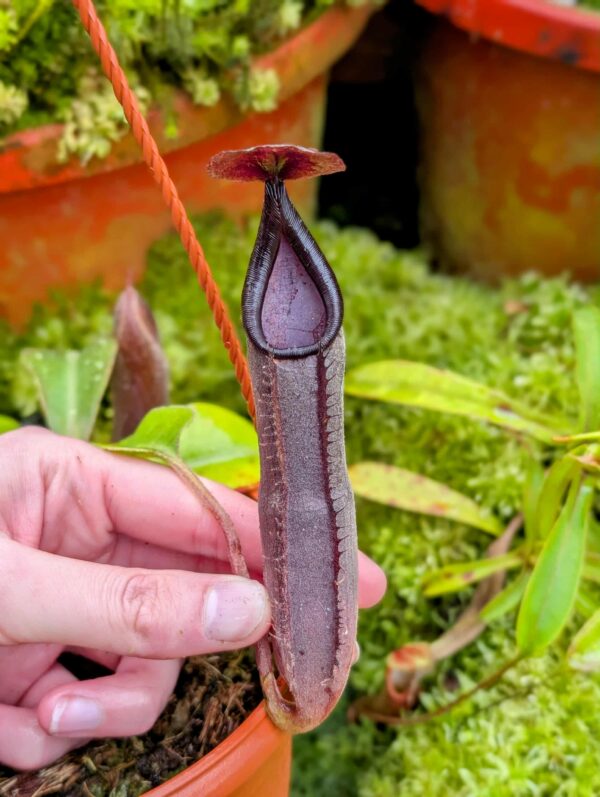 728: N. lingulata x truncata SG - 13cm