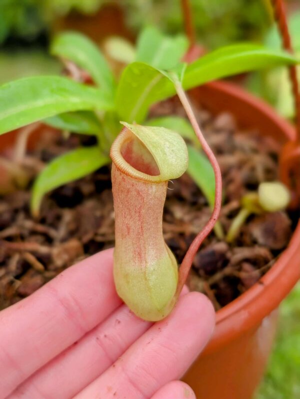 735: N. ventricosa - SG - (12 cm)