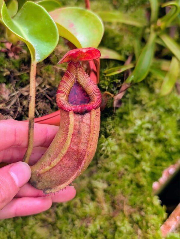 813: N. (truncata x ephippiata) x macrophylla - SG - (13 cm)