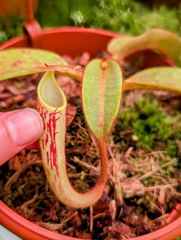 821: N. stenophylla - SG - (13 cm)