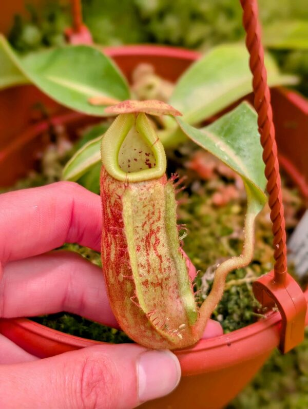 810: N. veitchii (m) x boschiana - seedgrown - (14 cm)