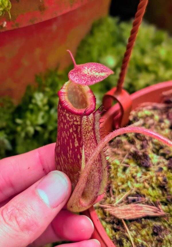 812: N. maxima x villosa - SG - (8,5 cm)