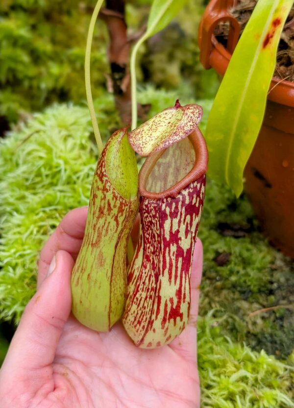 738: N. biak - SG - (20 cm)