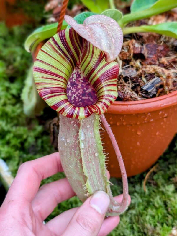861: [(lowii x veitchii) x boschiana] x [(veitchii x maxima) x veitchii] x [(lowii x veitchii) x boschiana] - (24 cm)