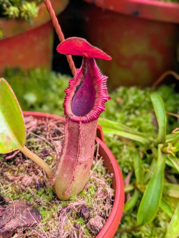 811: N. truncata x macrophylla - SG - (13 cm)