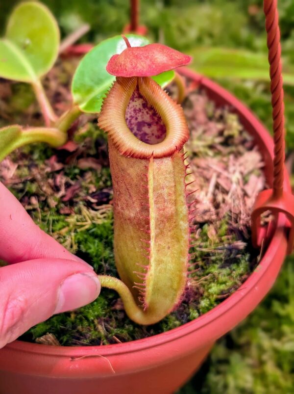 815: N. truncata x villosa - SG - (9 cm)