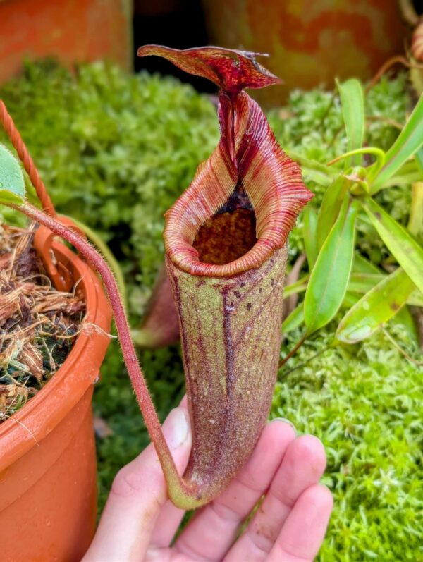 729: N.[(lowii x veitchii) x boschiana] x [(veitchii x maxima x veitchii] x [spectabilis x (lowii x ventricosa)] - (19 cm)