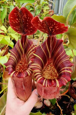 1056: N.[(lowii x veitchii) x boschiana] x [(veitchii x maxima) x veitchii] - best squat clone - RC - (24 cm)