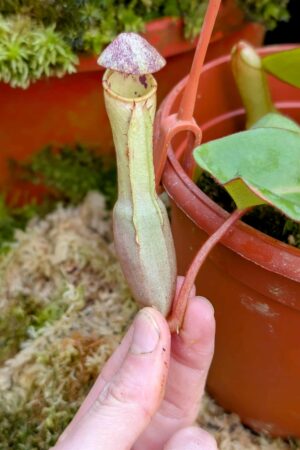 1017: N. clipeata  - SG - (14 cm)