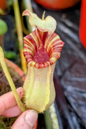 1002: N. [(lowii x veitchii) x boschiana] x [(veitchii x maxima) x veitchii] x (lowii x veitchii) - yellow x boschiana - SG - (18 cm)