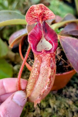 993: N. [(lowii x veitchii) x boschiana] x [(veitchii x maxima) x veitchii] x (eymae x veitchii) (A) - (14 cm)