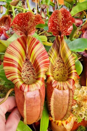 1062: N. [(Mixta x maxima) x veitchii] x (northiana x veitchii) - RC - (23 cm)