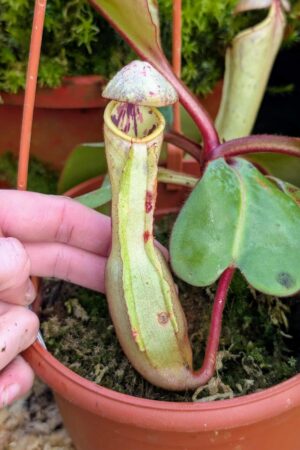 1011: N. clipeata  - SG - (22 cm)