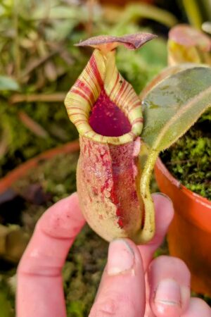 969: N.[(lowii x veitchii) x boschiana] x [(veitchii x maxima x veitchii] x [spectabilis x (lowii x ventricosa)] - (14 cm)