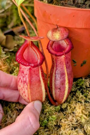 978: N. ventricosa x villosa - SG - (17 cm)