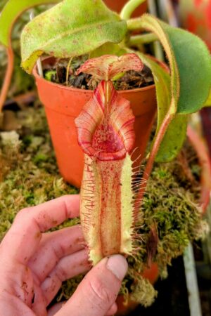 972: N. [(lowii x veitchii) x boschiana] x [(veitchii x maxima) x veitchii] x (eymae x veitchii) (A) - (20 cm)