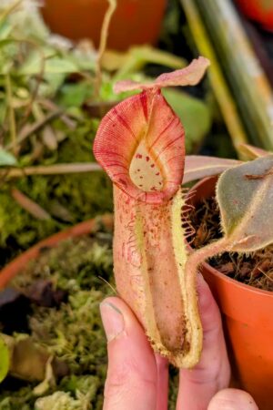 968: N. [(lowii x veitchii) x boschiana] x [(veitchii x maxima) x veitchii] x (eymae x veitchii) (A) - (14 cm)