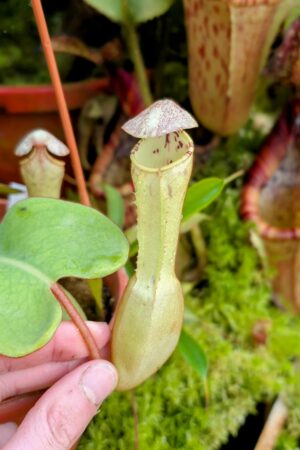 1014: N. clipeata  - SG - (17 cm)