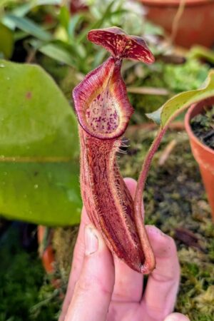 986: N. [(lowii x veitchii) x boschiana] x [(veitchii x maxima) x veitchii] x (lowii x veitchii) - yellow x boschiana - SG - (16 cm)