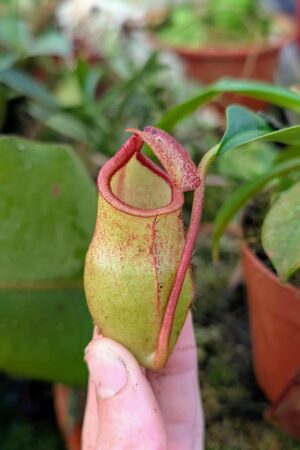 997: N. mira x [(lowi x veitchii) x campanulata] - SG - (19 cm)