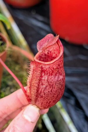 984: N. mira x [(lowi x veitchii) x campanulata] - SG - (16 cm)