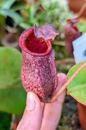 1007: N. (veitchii x boschiana) - very squat x [(lowii x veitchii) x campanulata] - (17 cm)