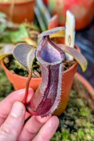 982: (N. veitchii H/L x trusmadiensis) x [lingulata x truncata] - SG - (12cm)