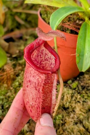 979: N. mira x [(lowi x veitchii) x campanulata] - SG - (22 cm)