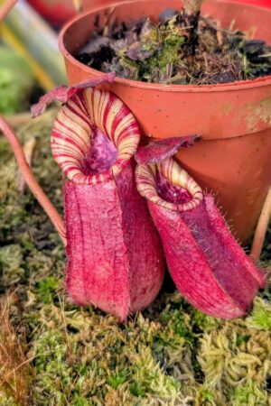 971: N. [(lowii x veitchii) x boschiana] x [(veitchii x maxima) x veitchii] x (lowii x veitchii) - yellow x boschiana - SG - (17 cm)