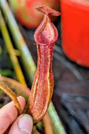 987: (N. veitchii H/L x trusmadiensis) x [lingulata x truncata] - SG - (16 cm)