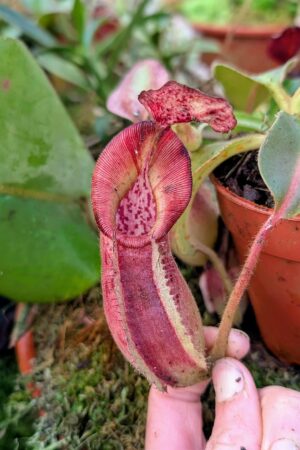 1008: N. [(lowii x veitchii) x boschiana] x [(veitchii x maxima) x veitchii] x (eymae x veitchii) (A) - (13 cm)