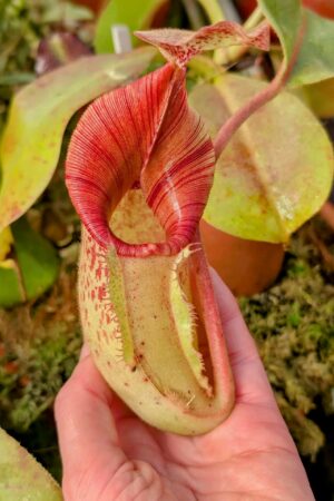 961: N. [(lowii x veitchii) x boschiana] x [(veitchii x maxima) x veitchii] x (eymae x veitchii) (A) - (25 cm)