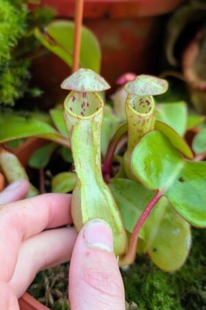 1012: N. clipeata  - SG - (15 cm)