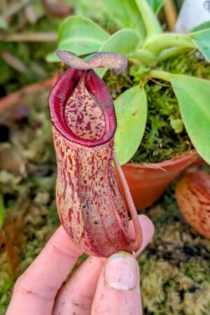 1004: N. (veitchii x boschiana) - very squat x [(lowii x veitchii) x campanulata] - (17 cm)