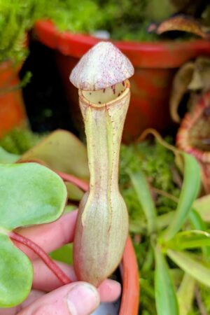 1015: N. clipeata  - SG - (19 cm)