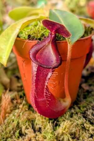 988: (N. veitchii H/L x trusmadiensis) x [lingulata x truncata] - SG - (14 cm)