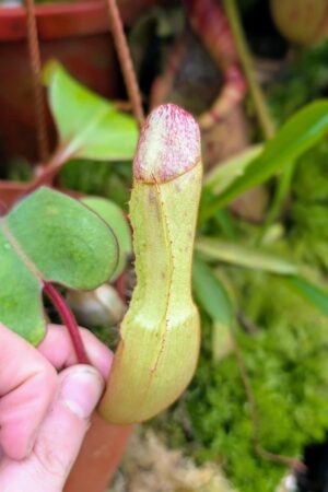 1019: N. clipeata  - SG - (15 cm)