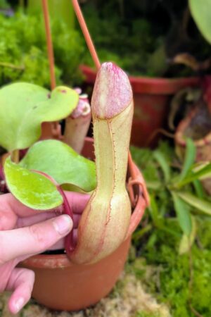 1020: N. clipeata  - SG - (18 cm)