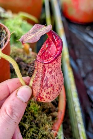 991: N. [(lowii x veitchii) x boschiana] x [(veitchii x maxima) x veitchii] x (lowii x veitchii) - yellow x boschiana - SG - (16 cm)