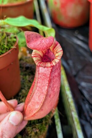 995: N. [(lowii x veitchii) x boschiana] x [(veitchii x maxima) x veitchii] x (lowii x veitchii) - yellow x boschiana - SG - (22 cm)