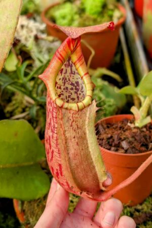 963: N. veitchii (m) x boschiana - seedgrown - (25 cm)